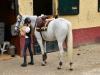 centre équestre et poney club de rocquefort a rocquefort (centre équestre)