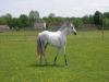 centre equestre elevage boreal a fontenay trésigny (centre équestre)